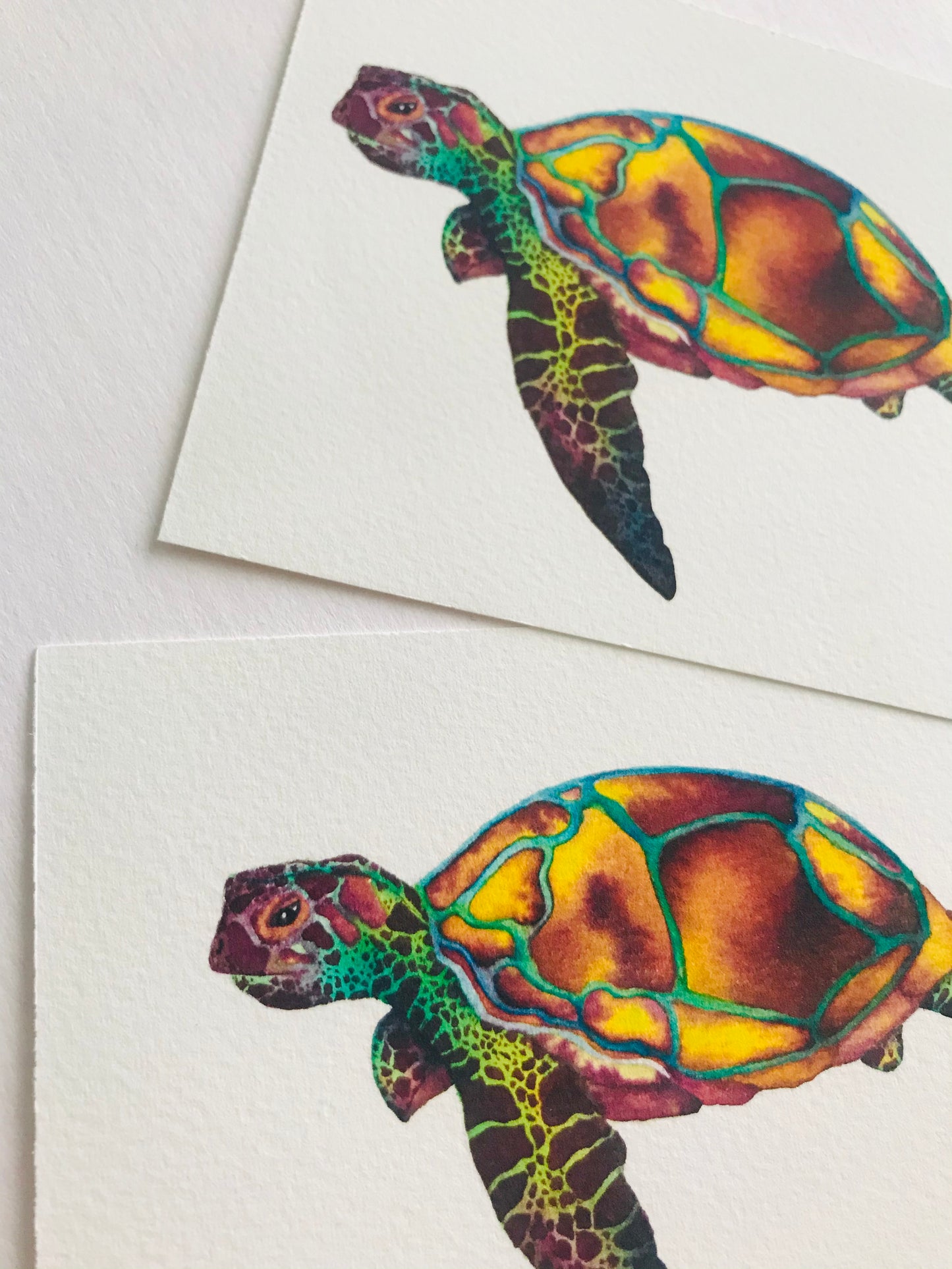 Mini Turtle Fine Art Print *Seconds*